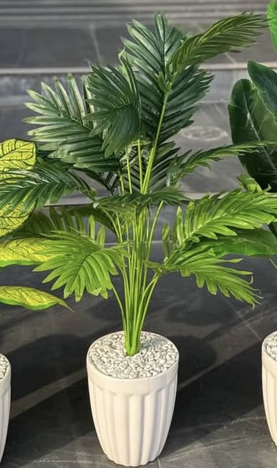 اشجار السايكس يتوفر خدمه توصيل 🚚


**إذا كنت صاحب هذا الإعلان وتريد حذفه لأي سبب، رجاءا أرسل رسالة إلى الدعم الفني**