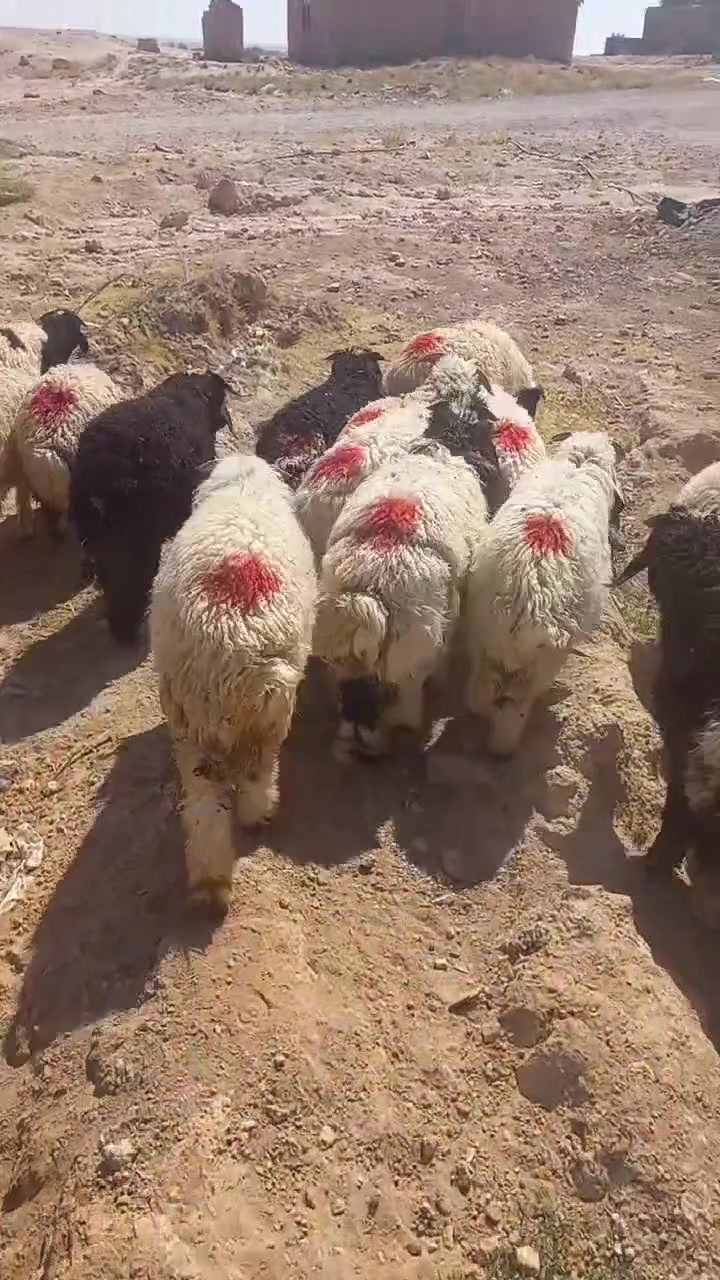 اللهم صلي على محمد
للبيع 20طلي كلشي يرهمن معالجات يعني اليربط مايخاف عليهن من بشمه وتسمم 
عنوان حديثه الخفاجيه يوجد توصيل للستفسار اتصال ***********
