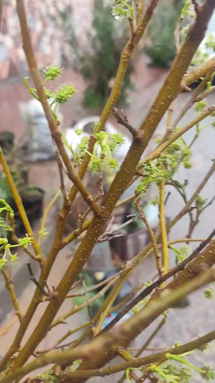 بسم الله الرحمن الرحيم 
تتوفر شتلات من التكي الكندي الممتاز وباحجام ممتازة 
السعر. 5 الاف 
للطلب ***********
سليمانية..يوجد توصيل لجميع المحافظات
