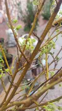 شتلات • التكي الكندي • توصيل