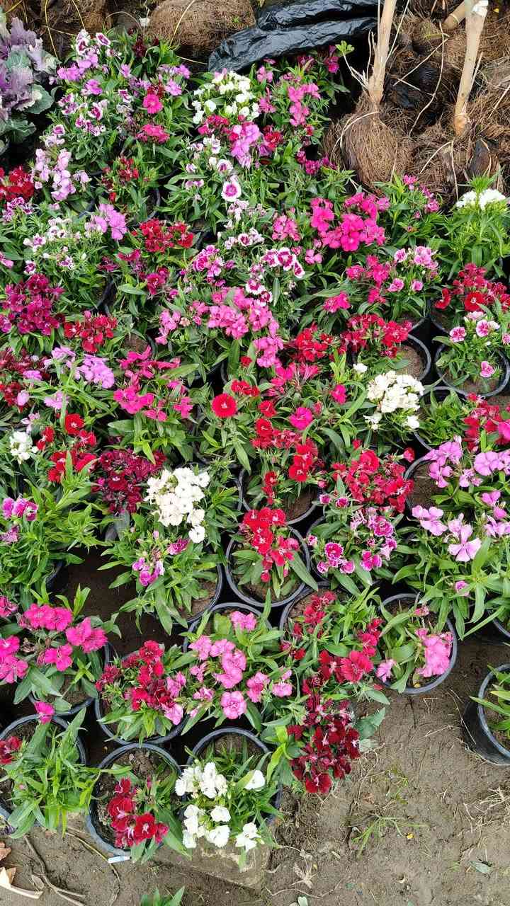 وصلتنا اليوم وجبه جديده من النباتات الخارجيه والنباتات الظليه
مشتل زهور واسط 🌸
📍 العنوان: الكوت - فلكة الحاوي - شارع مجمع دمشق الطبي.
🚚 خدمة التوصيل: متوفرة داخل مدينة الكوت فقط.
نستقبلكم بكل حب لتزيين منازلكم بأجمل أنواع الزهور والنباتات.

يفتح المشتل طيله ايام الاسبوع من الساعه 8:00 صباحا والى الساعه 7:00 ليلآ
*********** لطلب والاستفسار واتساب  او مراسله الصفحه الشخصيه بلال الواسطي🌹😊
