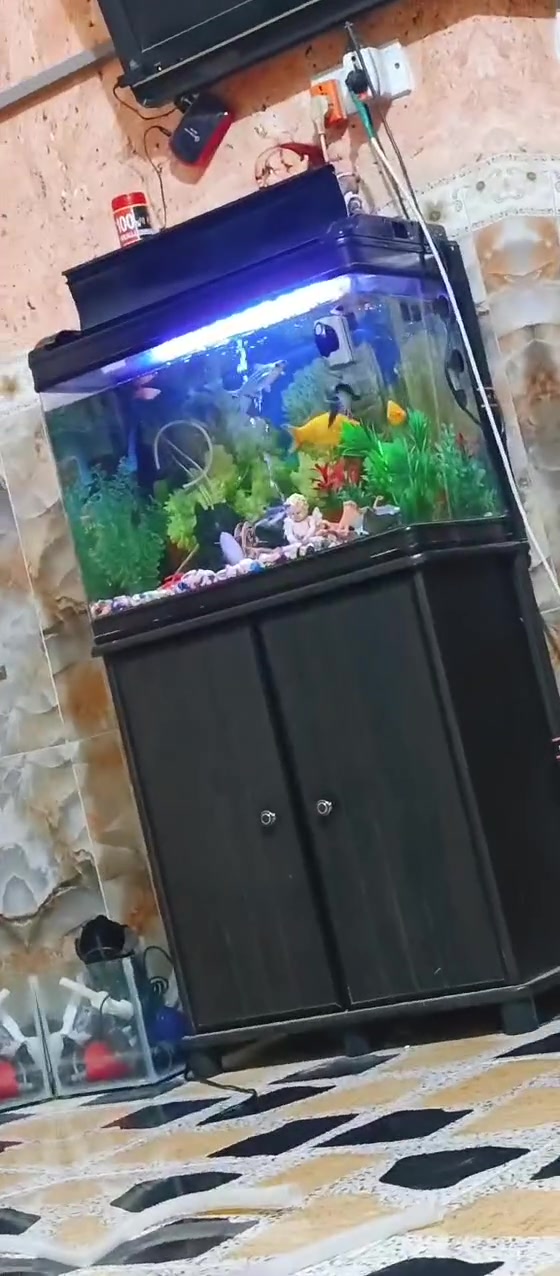 هذني الغراض كلهن ويه الحوض حتياط
الحوض والغراض والبل حوض كلهن اوحوض ثاني زغير هم وياه ماطورات ثنين اوكسجين والباقيات طبعن ذني الغراض من عده الموجودات بل حوض اوحوض ثاني زغير هم وياه     للبيع كلهن الحوض كامري ايطالي مو صيني وياه غراض كلش هوايه والسمك 3 قرش كبار  مع كافة ملحقاته للبيع السعر 200 مكان كربلاء


**إذا كنت صاحب هذا الإعلان وتريد حذفه لأي سبب، رجاءا أرسل رسالة إلى الدعم الفني**