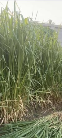 متوفر بذور  (الراي جراس) العلفية بذور ( Ryegrass ) الافريقية  مواصفات ...