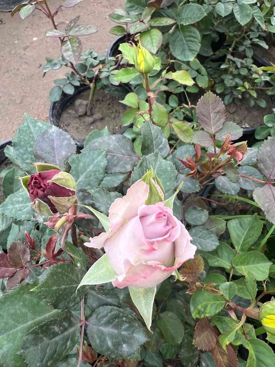 توفرة أشجار ورد الروز الدائمي  بكل الألوان 🥰
احجام كبيره بسعر ٥ الف توصيل مجاني 😘


**إذا كنت صاحب هذا الإعلان وتريد حذفه لأي سبب، رجاءا أرسل رسالة إلى الدعم الفني**