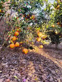 بيت للبيع مساحة لارض 3دونم مساحة البيت 1000متر مع بستان يتكون من 120شر...