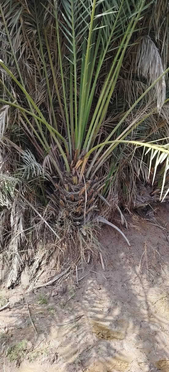 50زهدي درجه اولا شرط مطلعات
50خضراويه شرط مطلعات ومحملات من العام 

الي يريدهن يراسلني بس فلوس الشلاع 5000


**إذا كنت صاحب هذا الإعلان وتريد حذفه لأي سبب، رجاءا أرسل رسالة إلى الدعم الفني**