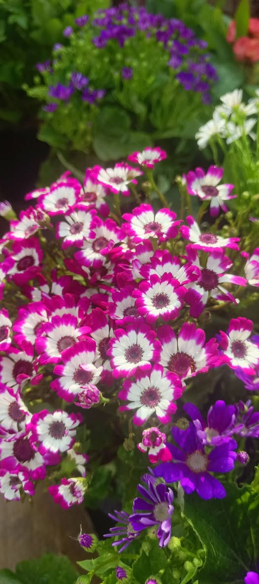 صباح الخير
توفر ويانا نبات السيناريا الدائمي السعر 5000 دينار            
 (✪‿✪) (✪‿✪) (✪‿✪) (✪‿✪) 
العنوان مشتل كوت فلكت الحاوي قرب مجمع دمشق الطبي مقابل مدرسه التعليم الاساسي مشتل سماء الكوت 
خدمة توصيل داخل كوت


**إذا كنت صاحب هذا الإعلان وتريد حذفه لأي سبب، رجاءا أرسل رسالة إلى الدعم الفني**