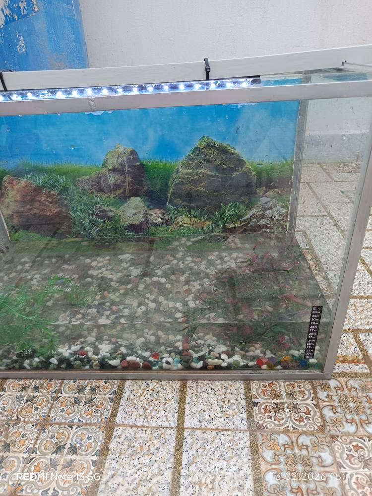 حوض سمك كبير 80 سنتيمتر و ارتفاع 60 سنتيمتر مع اطار حديد مع ملحقاتها كامل بدون سمك سعر 50 الف كركوك, العراق


**إذا كنت صاحب هذا الإعلان وتريد حذفه لأي سبب، رجاءا أرسل رسالة إلى الدعم الفني**