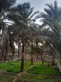 بستان أبو الخصيب • ٣ بيوت ١٥٠م • طابو صرف