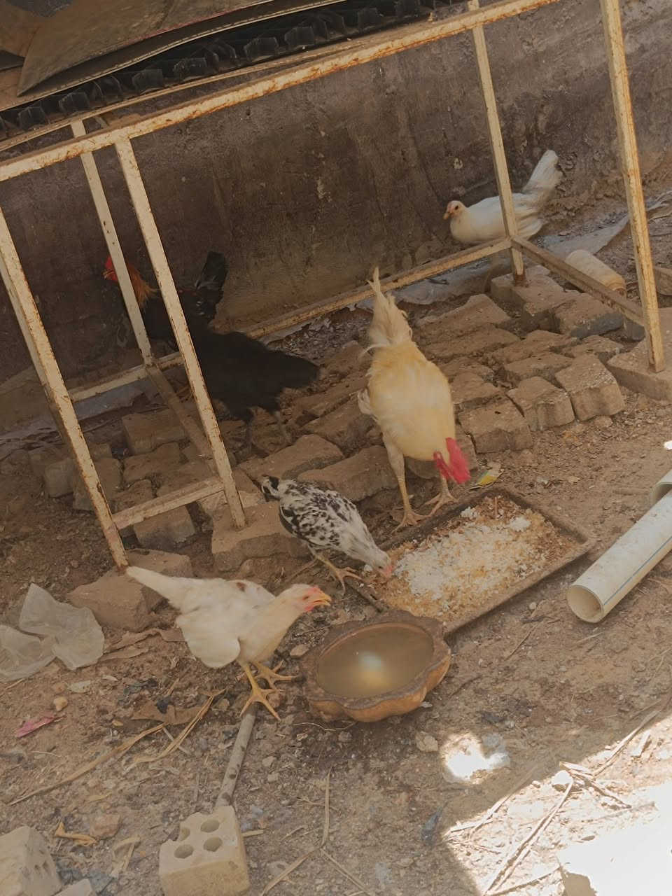 2 ديوجة او 2 فروجات سعر لكلي 40


**إذا كنت صاحب هذا الإعلان وتريد حذفه لأي سبب، رجاءا أرسل رسالة إلى الدعم الفني**