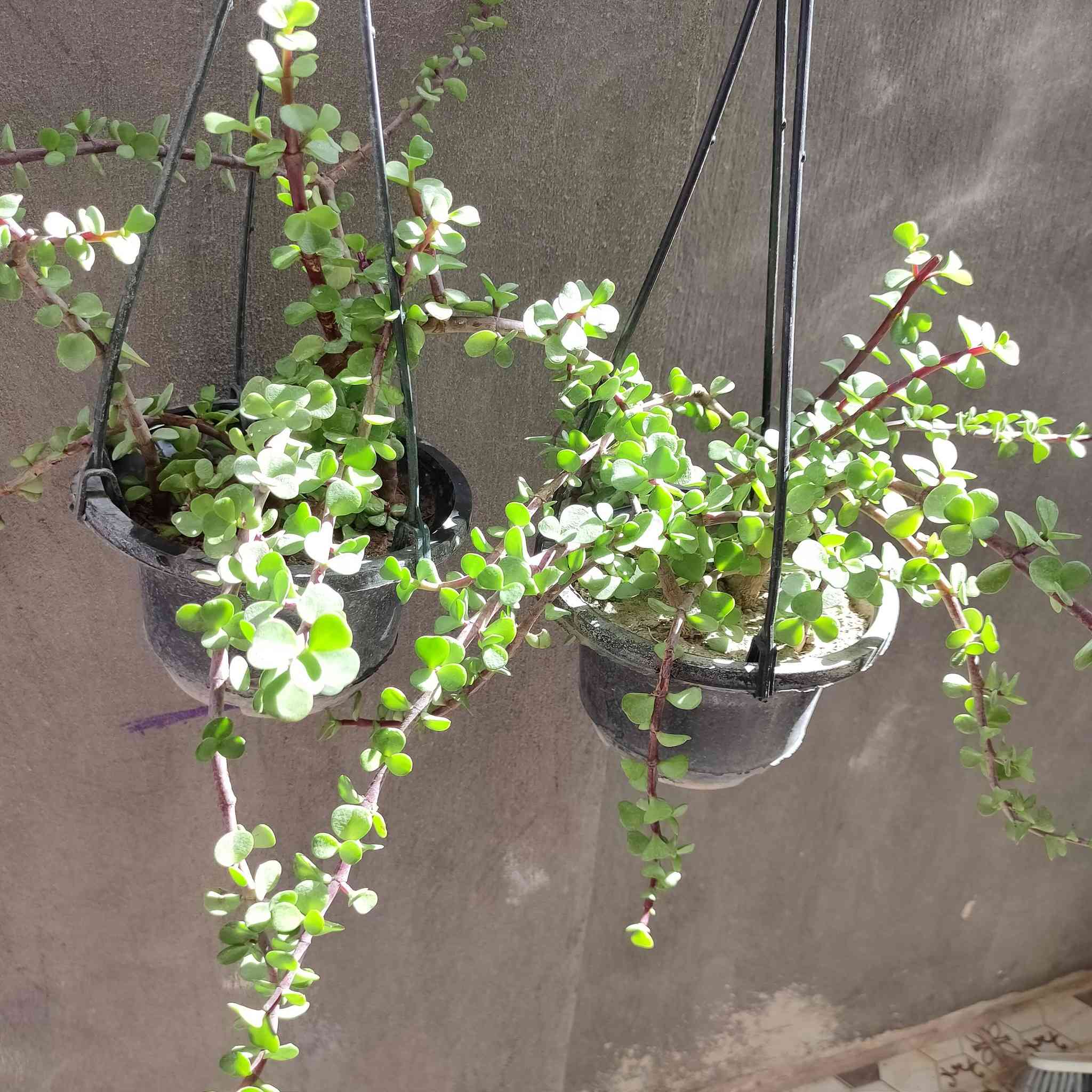 نبات دمعه الطفل حجم كبير 🍀🍀🍀


**إذا كنت صاحب هذا الإعلان وتريد حذفه لأي سبب، رجاءا أرسل رسالة إلى الدعم الفني**