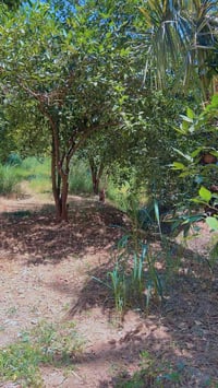 📢اعلان  دونم في بغداد منطقه الراشديه 🍋🏕️👍 📍الموقع : بغداد الراشديه  ☘️...