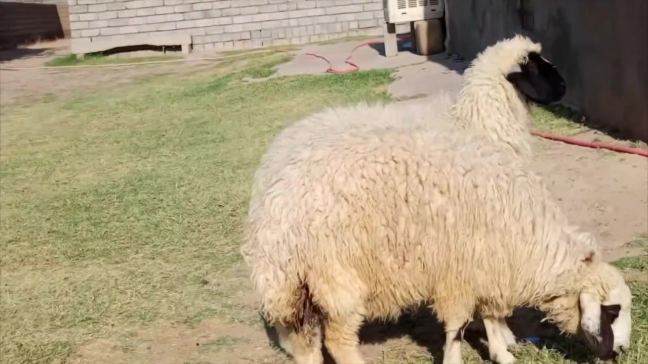 جوز دجات خشنات وحالهن فول الفول 
يرهمن جنيه ويرهمن لحم 
مكاني شرقاط قريه شكراً 
***********
