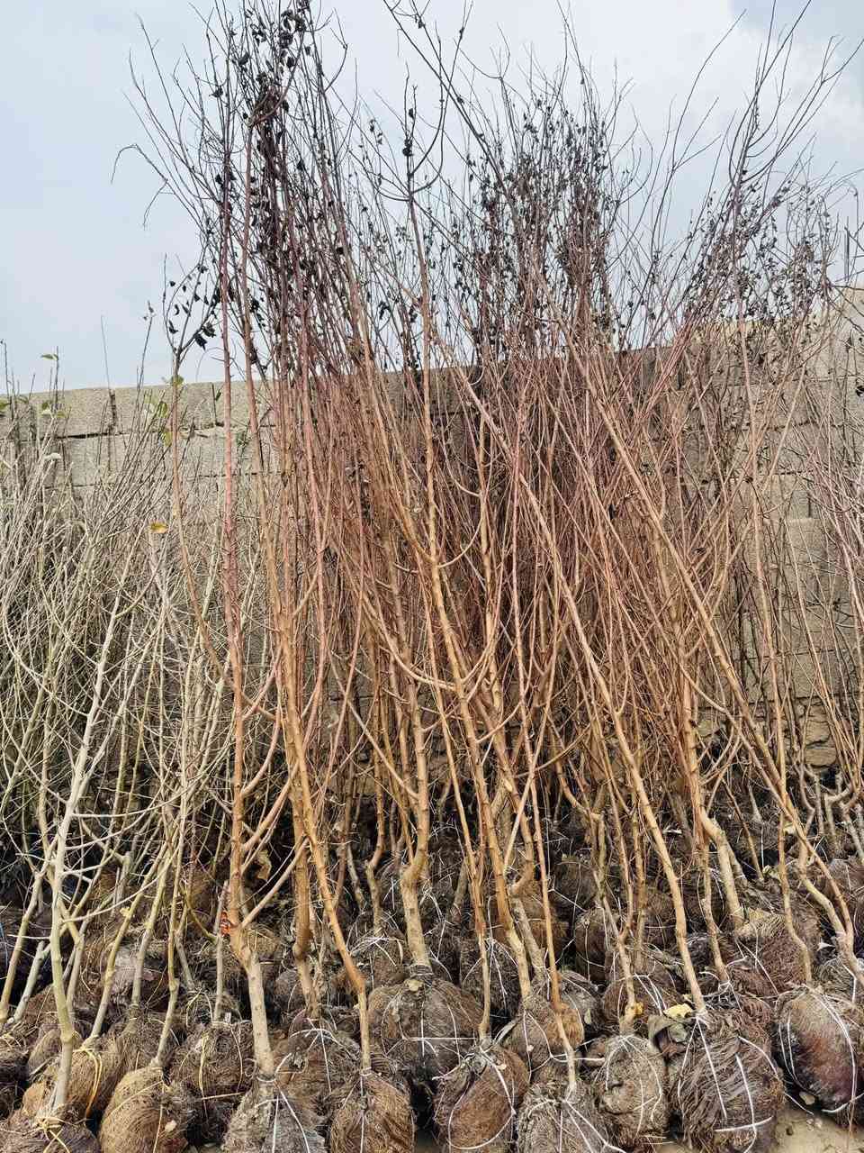 #مشتل_نور_الهدى  **يرحب بكم**
   🌲🌲🌲🌲🌲🌲🌲🌲
على بركة الله 
وصلت وجبه جديده 
من الاشجار الحمضيات والنفضيات 
اسماعيل. ***********
احمد.     *********** 
العنوان محافظة الانبار- حديثة صعدة الحي العسكري 
مقابل سالم للادوات الاحتياطية / ومجاور فلس ونص
