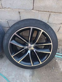 تخم ويل سكات حجم 20 للبيع ب450 الف 07738243481