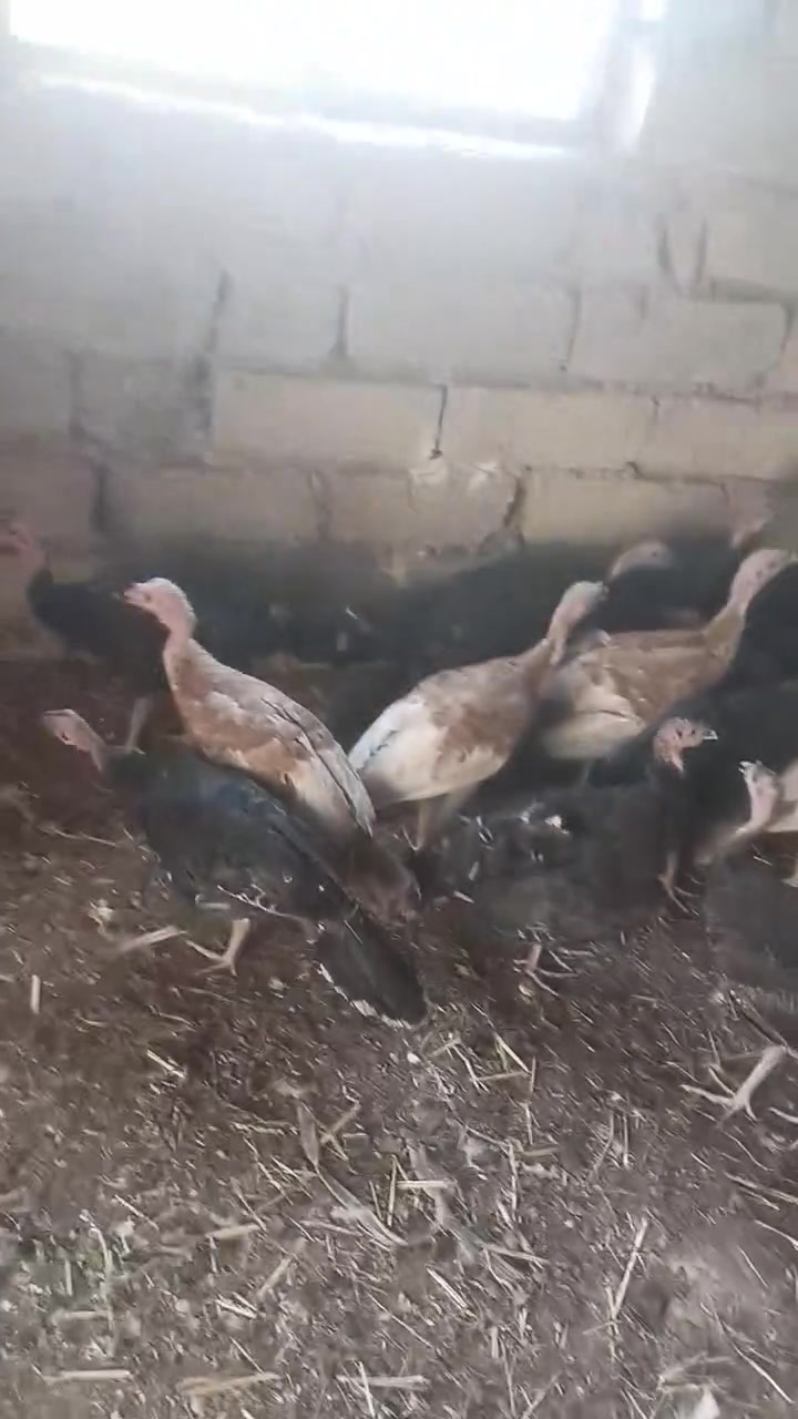 للبيع علو السعر الجوز ٣٦الف وبيها مجال مكاني تلعفر رقم***********
