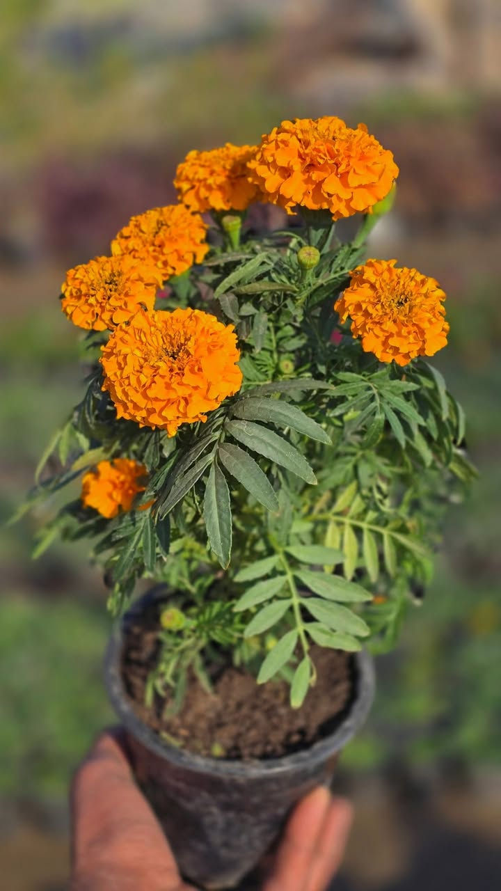 متوفرة جميع انواع الازهار الدائمية والموسمية 
بأسعار تنافسية سعر الشتلة ( 500 ' دينار)

عنوانا..قرب  معارض سيد أحمد الرفاعي

***********
