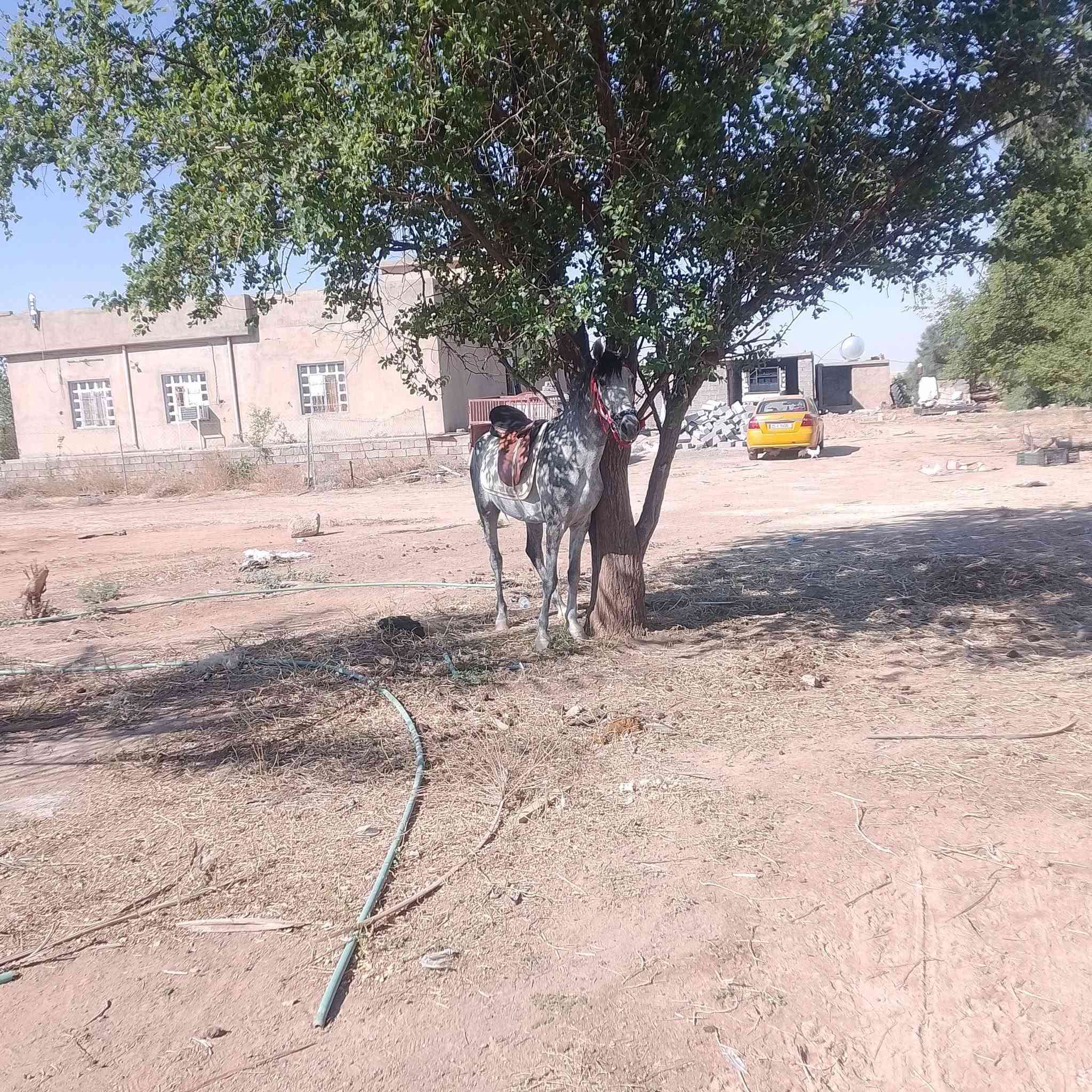 السلام عليكم ورحمه حصان البيع رتفاع 50السعر 800وبي مجال


**إذا كنت صاحب هذا الإعلان وتريد حذفه لأي سبب، رجاءا أرسل رسالة إلى الدعم الفني**