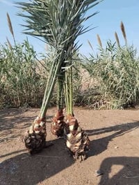 تتوفر لدينا كافة أنواع وصنوف فسائل النخيل الأصلية نوفر تشكيلة مميزة من...