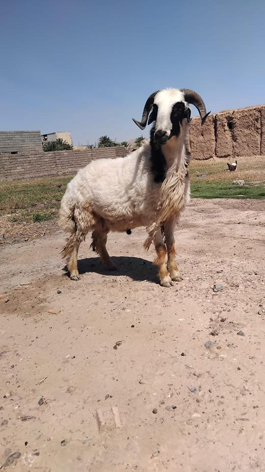 السلام عليكم  كبش 🐏 للبيع  مال اضحيه للاستفسار التواصل على الرقم
‭0783 317 6470‬
