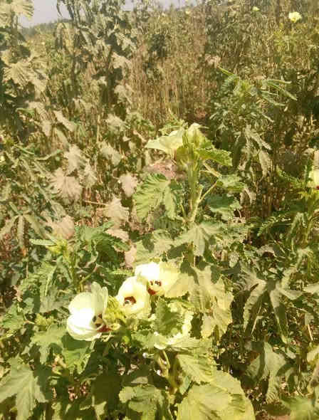 سلام عليكم يالله متاح بذور بانيه بتره درجه أوله متعهد من كلشي عليه وه ايضن يوجد بذور لوبيه بيادر درجه ثانيه هم متعهد من كلشي عليه ملاحظه الصور الي نبات نفسه/ المكان محافظة بابل /قضاء القاسم ع/منطقة الجربوعيه الشراي يتصل على الرقم التالي  ***********  خاص ماه اجاوب اتصال عله الرقم او اتصال واتساب فقط والشراي بي خير ويدلل تاريخ المنشور 2025/11/4 الكميه مفتوحه
