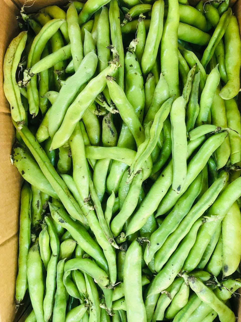 الهم صل وسلم على نبينا محمد وآله ⚘👇

مسواك يوم الجمعة 2/13

#للحجز رقم الواتساب ***********

باقلاء خضره 1500

اسود عراقي 1250

بطاطا 750

طماطه البصره 750

شلغم 750

خس 1000

خس 1250

بصل بارد 750

بصل اخضر 750

فطر 2000

باميا مجمده 2000

خيار ماي 750

#سبيناغ 1000

ذره عرنوص 1000

لارنج عراقي 1500

ليمون اصفر 3000

شونذر 750

قرنابيط 750

لهانه حمره 750

لهانه خضره 750

شجر1000

بصل حار عفج 1000

فلفل بارد 1250

فلفل حار 2000

جزر 1000

ثوم 1000

تمر خستاوي 1250

تمر كاسه 2500

تمر حلان 1000

تمر مفلس بالسمسم 1500

خضره بانواعها 

باقلاء خضره مقشره

سلك دولمه 

#الفواكة 🍇🍐🍉🍎🍏🍊🍑🍌

منكا 🥭 🥭 

برتقال عراقي 2000

فراولة 1000🍓

عنب 2000

كيوي 2000

موز 1250

تفاح اصفر 1500

تفاح احمر 1250

لالنكي 1000🍊

لالنكي عسلي 1500

تفاح أخضر 🍏 3000

رمان سوري 2500

برتقال سوري 1000

برتقال مصري 1500

رمان مصري 1500

#ملاحظه
يوجد لدينا جميع أنواع

 الصمون توست صمون حجري

 وصمون كهربائي 🍞🥖

خبز شعير باب الاغا 🫓

خبز شوفان باب الاغا 🫓

#توجد لدينا دجاج البوادي بأنواعها السعر حسب الوزن 

#توجد منتجات البوادي بكل أنواعها 

#شاي 
شاي دغاره ربع 1500

شاي أخضر 

عدس كيلو 1500

فاصوليا الكيلو 2500

حب وزن 

وتوجد كل ما تحتاجه العائله

#كرزات وزن

🥚🥚 
بيض خشن صحاري احمر  6000🥚

تمن هندي 

تمن ياسمين درجه اولى  الكيلو 2000 وجيس عشر  كيلوات 20 الالف 

#يتوفر لدينا جميع أنواع الحليب 🥛

توجد لدينا جميع أنواع القهوه ☕

#يتوفر لدينا منتجات الألبان بأنواعها 🥛

توجد منتجات الاجبان بأنواعها🧀

يوجد لدينا جميع أنواع البهارات 

معجون الطماطه

زيت زيتون 

زيت الدار 900 غرام 2000

توجد لدينا العصاير🍷

 والمشروبات الغازية بأنواعه🥤

#العنوان الديوانيه حي العسكري الصدر الثاني فلكة العلماء قرب فرن بركات الزهراء 🤍

#يوجد لدينا خدمة توصيل بأسرع وقت اطلب الان من هايبر آدم 🚕
