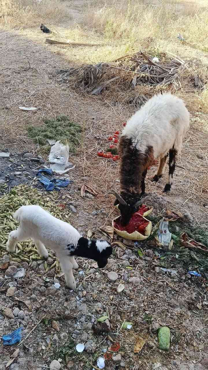 السلام عليكم نعجة وطلي فول نشاط
المكان تكريت الديوم *********** واتساب
