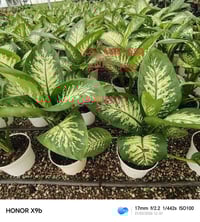 ديكور رمضاني • لمسة خضراء • جو هادئ