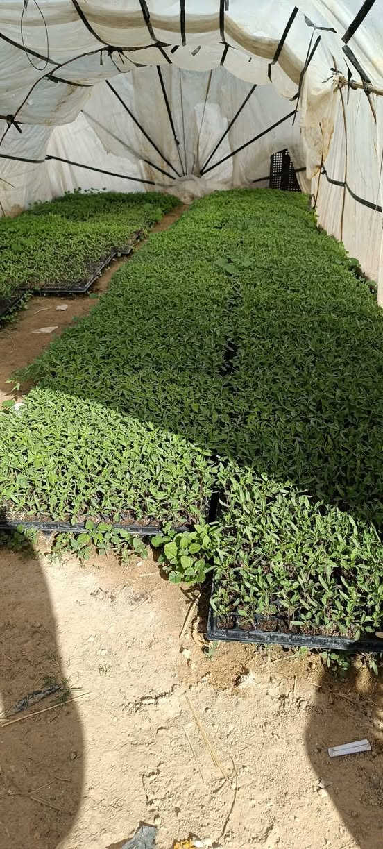 يوجد اطباق طماطه للبيع زرع خير من الله للتواصل
*********** طريق نجف كربلاء عمود 410
