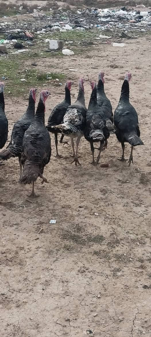 ديوكة شيش العدد 11 للبيع 
الديچ 55 وكو 50وكو45 الديچ
الوزن من 4لل6كيلوات
***********
مكاني ناحية العباسي
