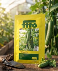 📣 متوفر الان 📣  🥒 خيار TIALAS 🥒  من شركة Hortícolas Semillas Fitó Espa...