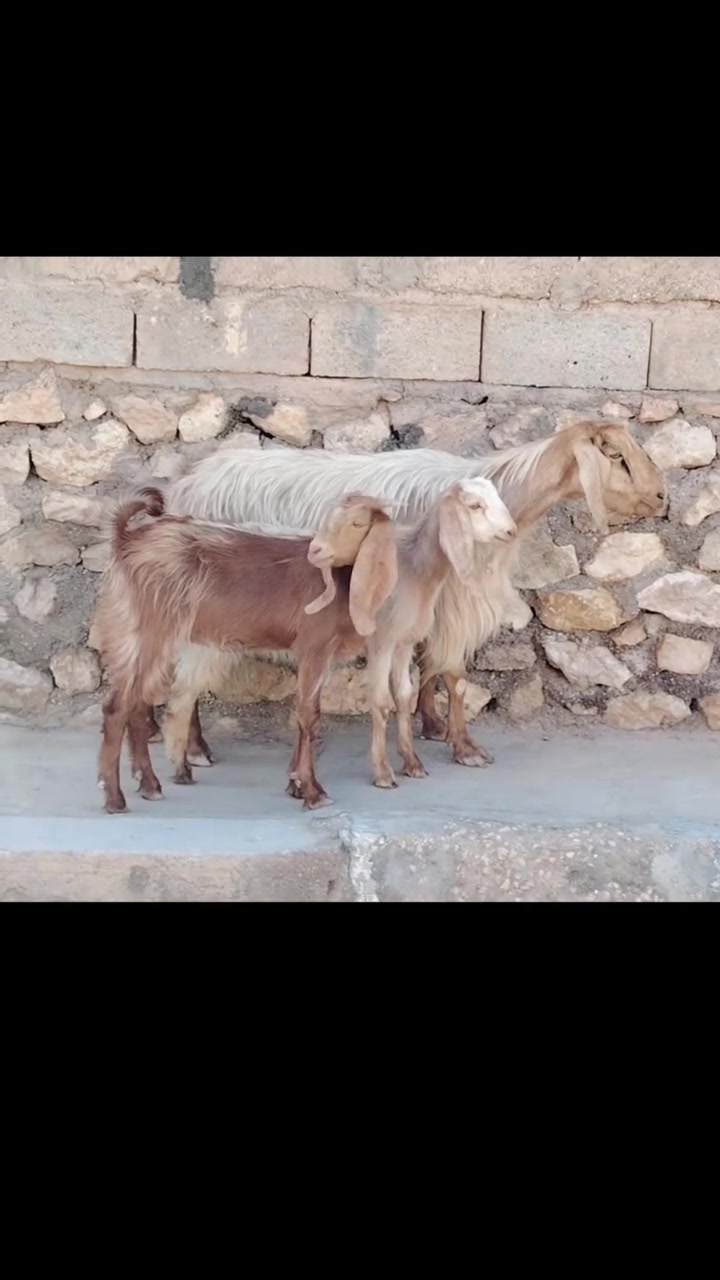 بسم الله ماشاء الله
للبيع عنز مال جنيه وراها توم صخلات
كفاله سن وشطر ونصاح مضروبه سفنجه ومعشره
فوك بناته جمه حلوه خشنه الي تعجبه يتواصل وياي
سعر ٥٤٠ الف
العنوان القائم الكرابله للتواصل
***********
***********
