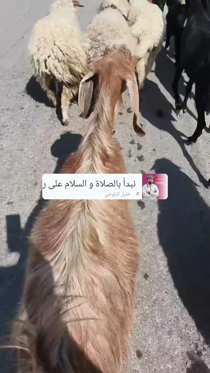 مطفل وعشرة وطلي وفطايم ناصحات شرط الشراي يتصل ***********
