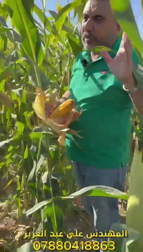 فديو مع الدكتور بدوان الشيحاوي  عن مواصفات الذرة 🌽 الصفراء  الكرواتية  صنف  Bc 678 
#زراعة


**إذا كنت صاحب هذا الإعلان وتريد حذفه لأي سبب، رجاءا أرسل رسالة إلى الدعم الفني**