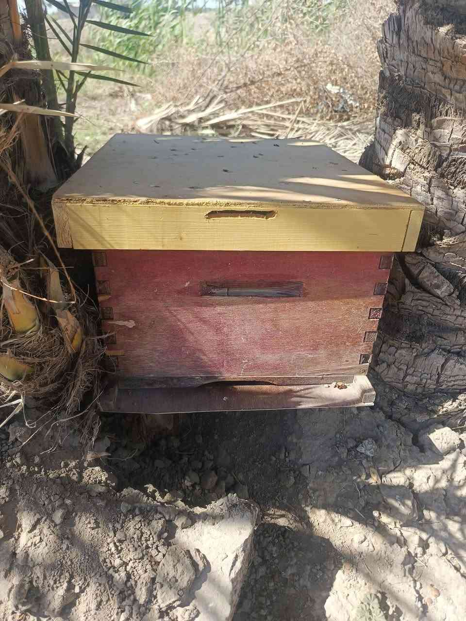 السلام عليكم خليه للبيع بيها 7 اطارات  نوع إيطالية بيها حضنه خير من الله شوفه عينكم وباديه تذب عسل بيها عسل تجي تفحص وتاخذ مكاني عجرش فرع الاعوج .أي استفسار الاتصال على رقم ‏‪***********‬‏
او مراسله الحساب خاص 
السلام عليكم خليه للبيع بيها 7 اطارات  نوع إيطالية بيها حضنه خير من الله شوفه عينكم وباديه تذب عسل بيها عسل تجي تفحص وتاخذ مكاني عجرش فرع الاعوج .أي استفسار الاتصال على رقم ‏‪***********‬‏ 
أول مراسله الحساب خاص
