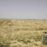 كبس • كمية مفتوحة • طول ٨٥