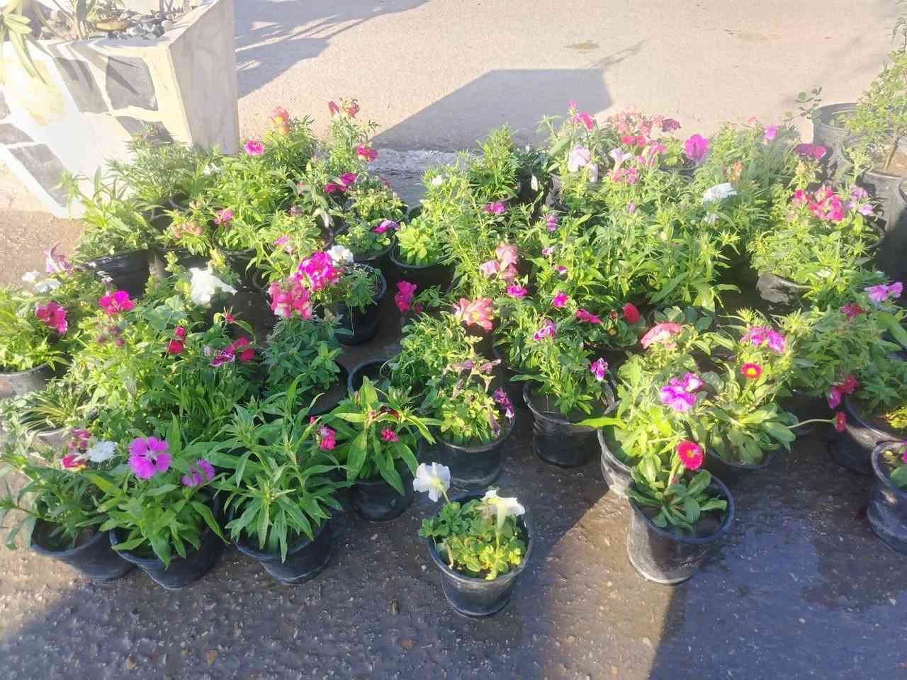 بسم الله الرحمن الرحيم وصلت الوجبه الجديده من النباتات والورود الموسمية والبتموس والسماد الحيواني والحمضايات والعرموط والمشمش والكوجه بنوعيه رقم الحجز *********** ويتوفر توصيل ايضا نورونا في مفرق السده مجاور المستوصف البيطري
