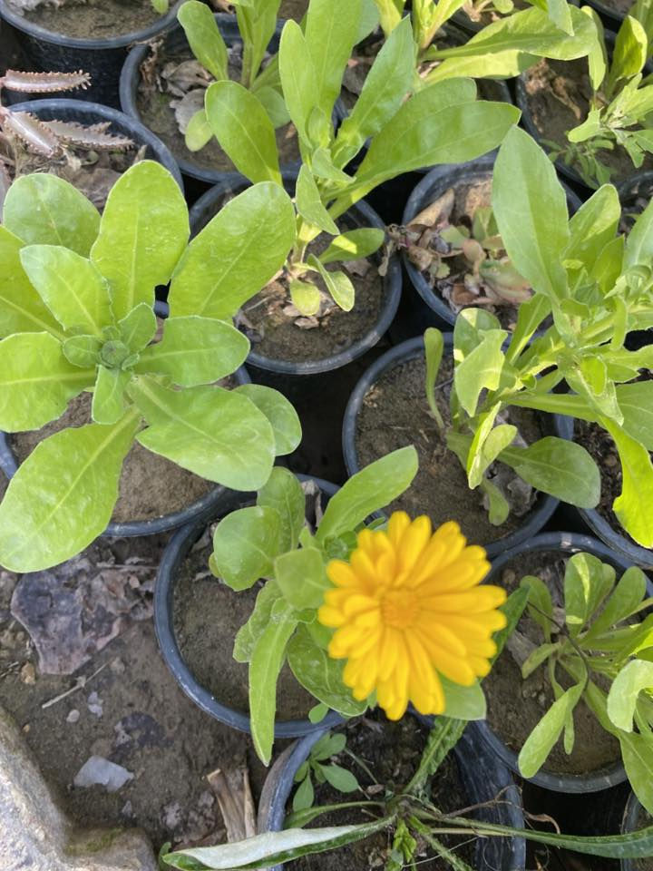 #عرض الخمسه الاف 
استرا كزانيا ثلجي قرنفل اقحوان 
تنباع شتله الوحده بالف دينار 
اليوم اسويلكم تشكله ١٢ شتله بخمسه الاف فقط 
يعني اقل من ٥٠٠ 
#العرض_اليوم_فقط 
باجر يرجع السعر الاصلي بدون عرض وبدون احراج


**إذا كنت صاحب هذا الإعلان وتريد حذفه لأي سبب، رجاءا أرسل رسالة إلى الدعم الفني**