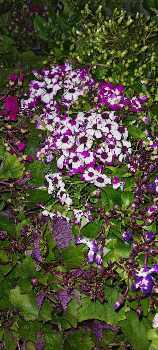 سناريا حجم كبير سعر ٥٠٠٠


**إذا كنت صاحب هذا الإعلان وتريد حذفه لأي سبب، رجاءا أرسل رسالة إلى الدعم الفني**