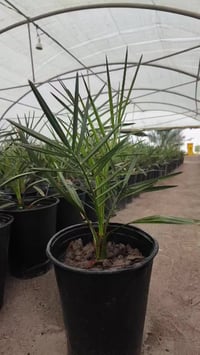 نخيل نسيجي • صنف البرحي • بابل الحلة