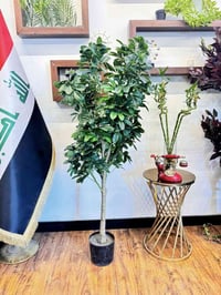 🌿✨ شركة الشارقة للديكور ✨🌿 تقدم لكم أجود أنواع النباتات الصناعية والسن...