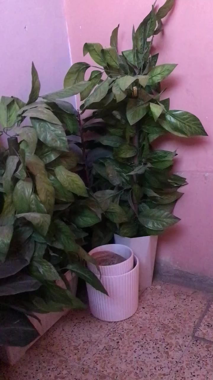 للبيع اي استفسار ع الرقم بي واتس الموشراي ليتعبنه رجاءا  مكلف بالنشر ***********
