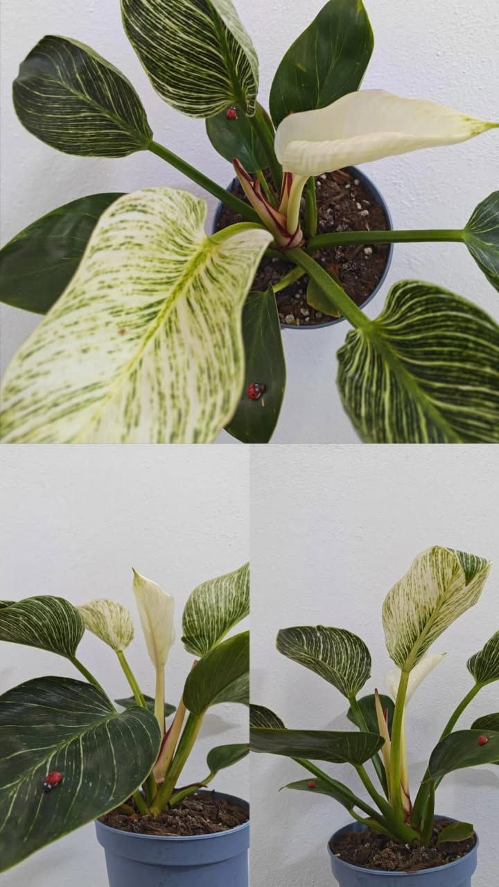 🌿 نبات الفيلو 
من أجمل وأشهر نباتات الزينة الداخلية بأوراقه الخضراء اللامعة ولمسته الاستوائية المميزة ✨
💚 فوائد نبات الفيلو:
▪️ ينقّي الهواء من بعض السموم
▪️ يضفي لمسة جمالية عصرية على المكان
▪️ يمنح إحساس بالهدوء والطاقة الإيجابية
▪️ سهل العناية ومناسب للمبتدئين
🌱 طريقة العناية به:
☀️ الإضاءة: ضوء ساطع غير مباشر، ويتحمل الإضاءة المتوسطة
💧 الري: اسقِ النبات عند جفاف أول 2-3 سم من التربة (تجنب الإفراط بالري)
🌡️ الحرارة: يفضل الأجواء الدافئة بعيداً عن التيارات الباردة
🌿 الرطوبة: يحب الرطوبة المعتدلة، يمكن رش الأوراق برذاذ ماء
🪴 التربة: خفيفة وجيدة التصريف
✨ نبات مثالي للمنازل والمكاتب ويعطيك شكل استوائي أنيق بكل بساطة.
السعر: 8
#نباتات #نباتات_داخلية #فيلو #تنسيق_نباتات #ديكور #حديقة_منزلية #مشاتل


**إذا كنت صاحب هذا الإعلان وتريد حذفه لأي سبب، رجاءا أرسل رسالة إلى الدعم الفني**