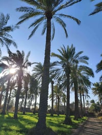 أبي غريب • طابو زراعي • دونم