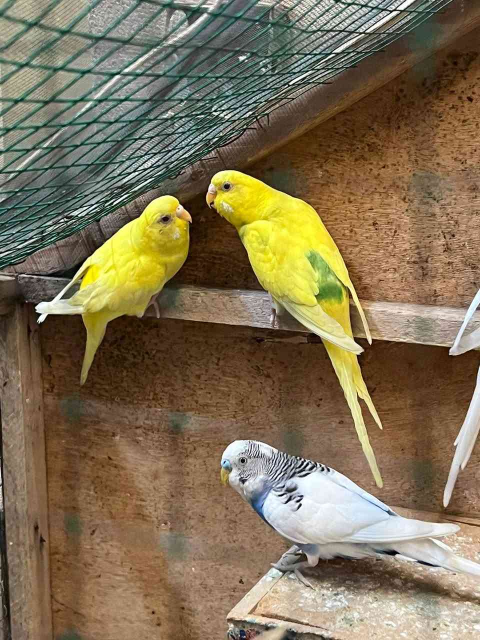 متاح طيور  حب 3ازواج وتك و3افراخ صحه فول معد قفص نضيف أبو الجراره معه كامل ملحقاته 75 الف وبي مجال حك جيتك


**إذا كنت صاحب هذا الإعلان وتريد حذفه لأي سبب، رجاءا أرسل رسالة إلى الدعم الفني**