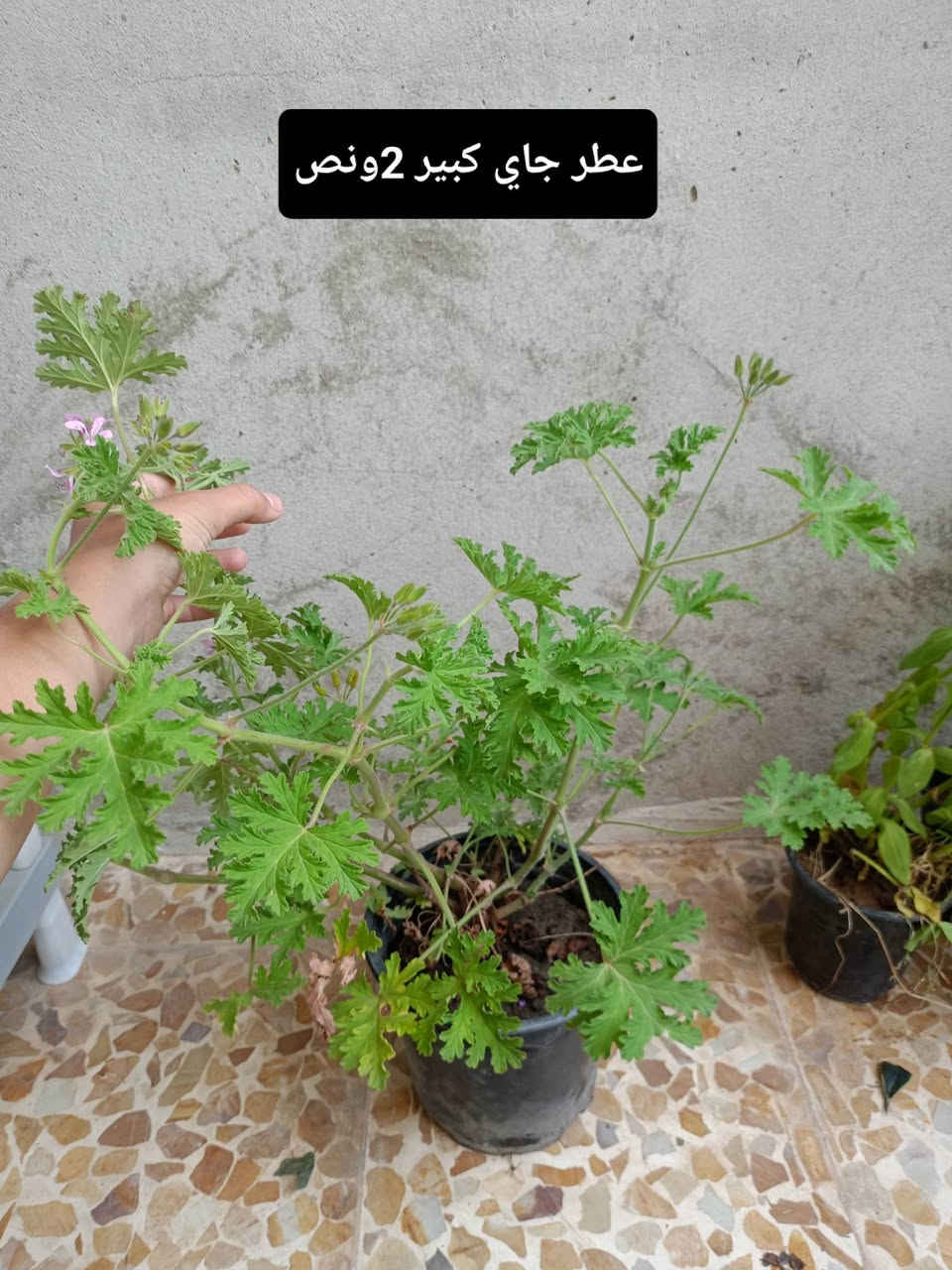 بسم الله الرحمن الرحيم
توفرت لدينا نباتات الضلية والخارجية وباسعار مناسبة 
العنوان موصل حي السماح الثانيه قرب مدرسة الأمام الزهري 
يوجد لدينا توصيل أيمن أربعة أيسر ثلاثة المناطق البعيدة خمسة 
للمزيد من المعلومات و التفاصيل التواصل على الخاص


**إذا كنت صاحب هذا الإعلان وتريد حذفه لأي سبب، رجاءا أرسل رسالة إلى الدعم الفني**