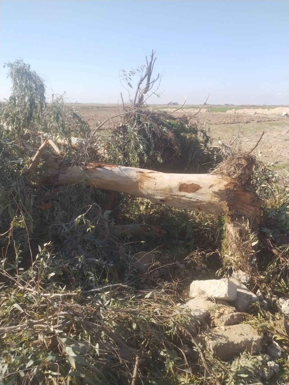 السلام عليكم قلنطوزات العدد 4 يابسات للبيع العنوان جلام سامرهء قر نهر الرصاصي اليريدهن يتفضل خاص


**إذا كنت صاحب هذا الإعلان وتريد حذفه لأي سبب، رجاءا أرسل رسالة إلى الدعم الفني**