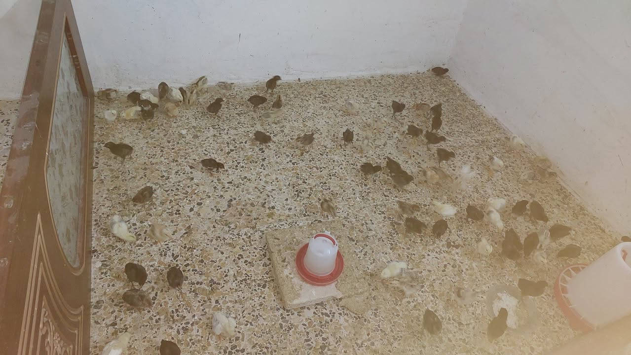 السلام عليكم صواصي بوطاني وعرب للبيع شلع درجة الصغار عمر ٢٠ يوم والكبار شهر ونص ***********
