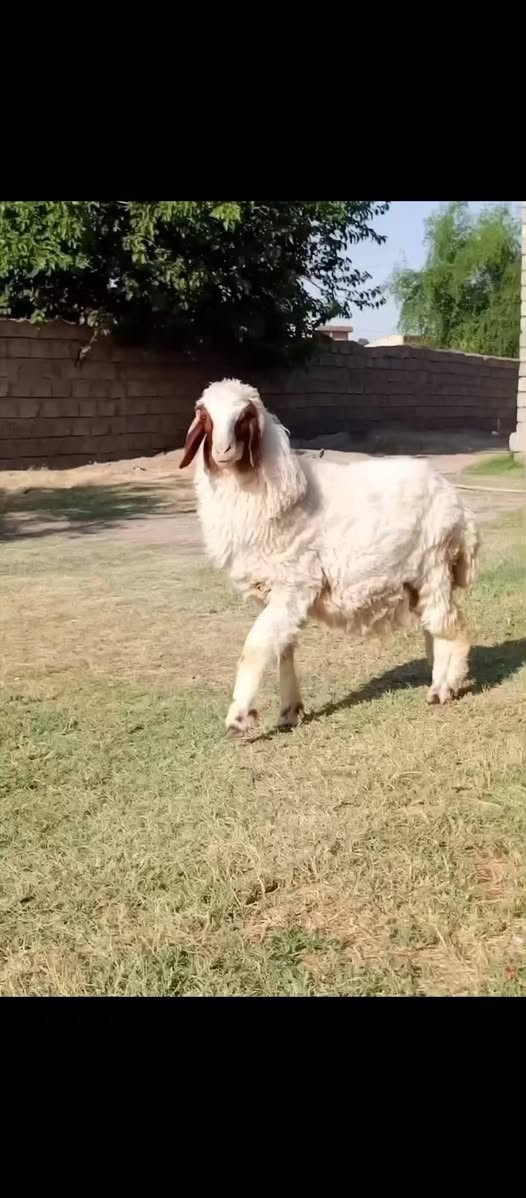 دجه ليلانيه خشنه وحالها فول 
قطعه نادرة 
مكاني شرقاط قريه شكراً 
***********
