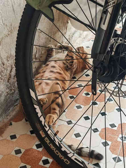 السلام عليكم 🤍
جبتها جديدة وكالة وطلع ما يناسبني ولا فارغله 👍

استخدام 3 ايام فوگ كل هذا جهزتها من الامازون كله ماركات صرفت عليها 100 الف 🤦‍♂️

جهزتها كفات المنيوم ماركة وجهاز انذار تحكم ريمونت بصمة جدا عالي وحساس لأقل حركه وقفل دسك ضد الكسر والماء سويچ وڤيدرالية شحن تايب سي و واقيات چاملغات دبل ضد الكسر و غلاف كشن سرج طبي و سيباية ترحال المنيوم 💯

الدراجة فول المنيوم وزن خفيف جدا لون مميز دزاين ايطالي ترينكس فئة M116 حجم 27.5 فريم عالي قياس M سستم شيمانو 3 سرع امامي 7 سرع خلفي كلشي شيمانو 🚲

(الصور هاي قبل اضافات الذكرتهن بين موجودات بالصورة بس بعدين شديتهن) ♥️

السعر 220 الف ✅
(هذا السعر شامل الاضافات والتوصيل) 🎁

المكان بابل قضاء الهاشمية ✓
للحجز والاستفسار مراسلة الصفحة او واتساب *********** ✓
